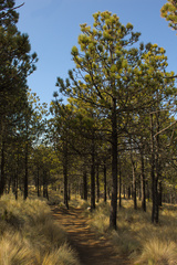 Rudis Pine (Pinus rudis)