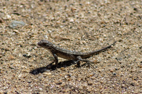iNaturalist observation photo of Western Fence Lizard