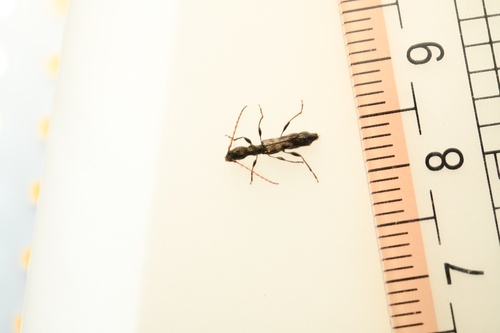 Diplothorax