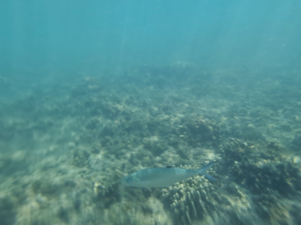 Doublespotted queenfish