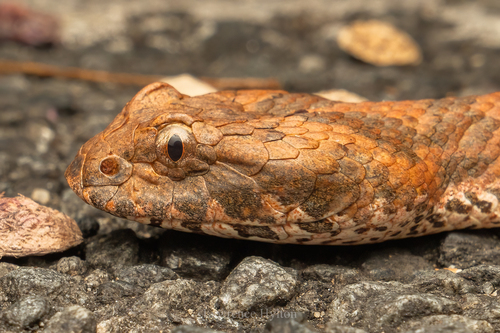Northern Death Adder