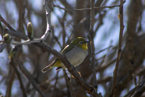 iNaturalist observation photo of Swinhoe's White-eye
