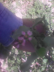 Malpighia diversifolia