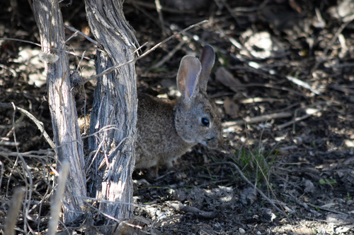 iNaturalist observation photo of Cottontail Rabbits