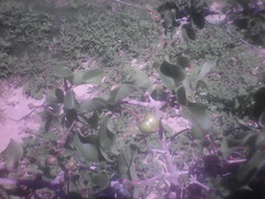 Malpighia diversifolia