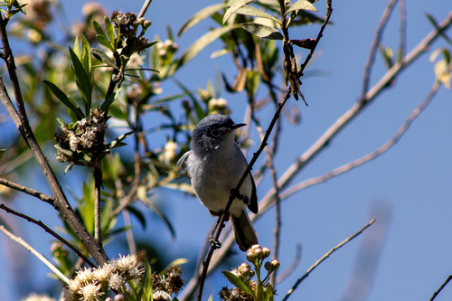 iNaturalist observation photo of Blue-gray Gnatcatcher