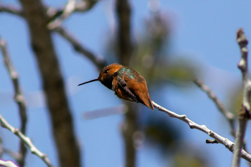 iNaturalist observation photo of Allen's Hummingbird