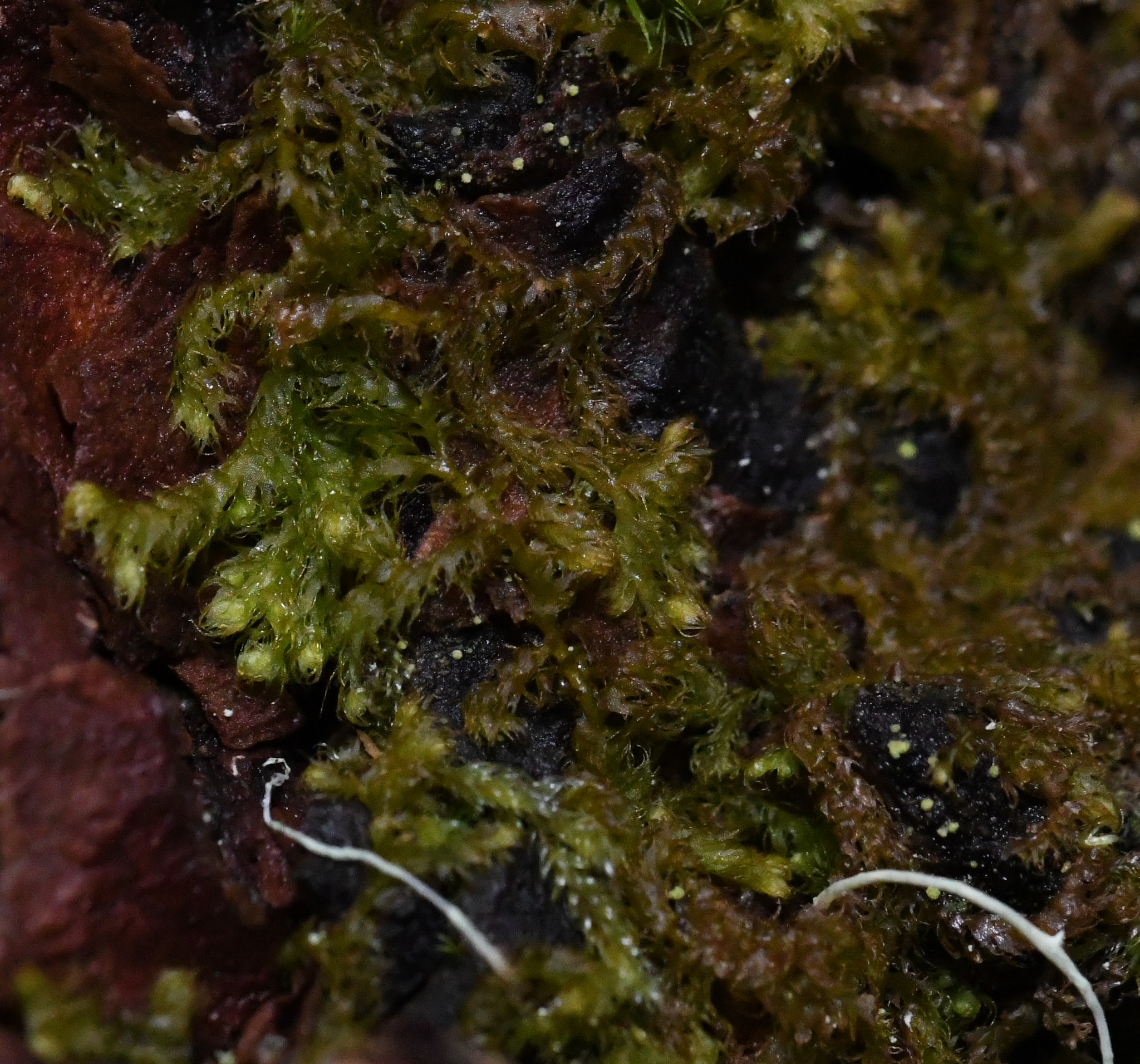 Image of Ptilidium californicum by no rights reserved