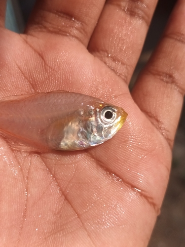 Bleeker's cardinalfish (Archamia bleekeri) — Apogonidae