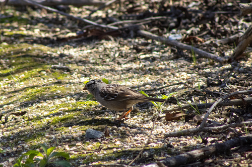 iNaturalist observation photo of White-crowned Sparrow