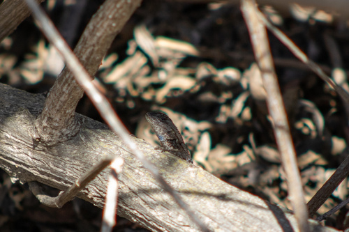 iNaturalist observation photo of Western Fence Lizard