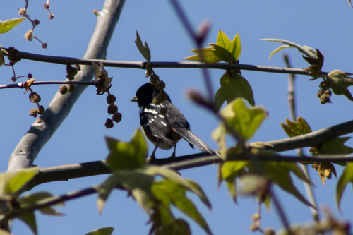 iNaturalist observation photo of Spotted Towhee
