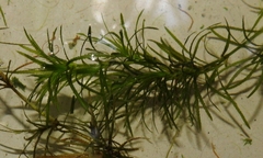 Najas wrightiana