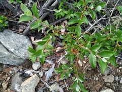 Salix divaricata