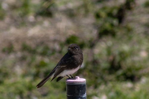 iNaturalist observation photo of Black Phoebe