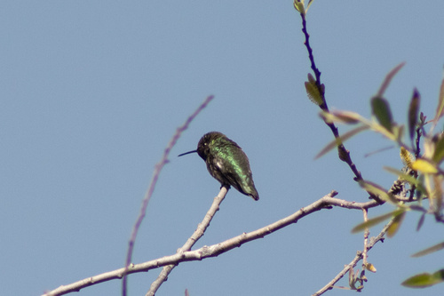 iNaturalist observation photo of Anna's Hummingbird