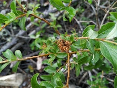 Salix divaricata