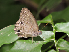 Cissia themis