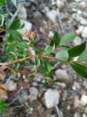 Salix divaricata