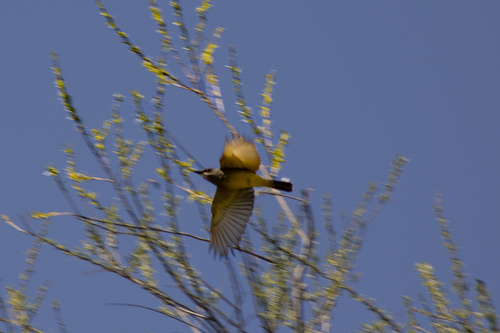 iNaturalist observation photo of Cassin's Kingbird
