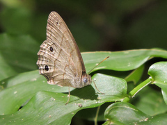 Cissia themis