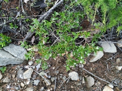 Salix divaricata