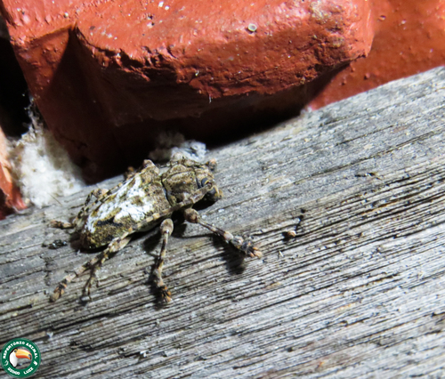 Plistonax inopinatus