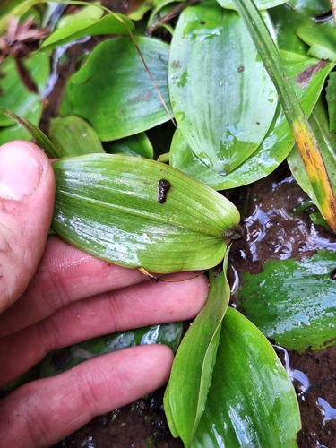 Image of Potamogeton cheesemanii by (c) Oscar Dove, some rights reserved (CC BY)