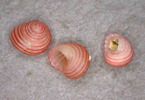 Microcollonia rubricincta, 2025-03-05