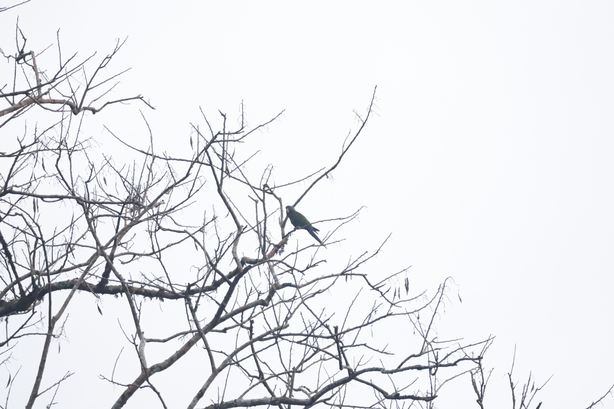 Blue-headed Macaw (Primolius couloni), photo 2