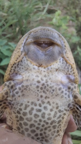 Zeilvin-harnasmeerval (Pterygoplichthys multiradiatus) — Loricariidae — 5