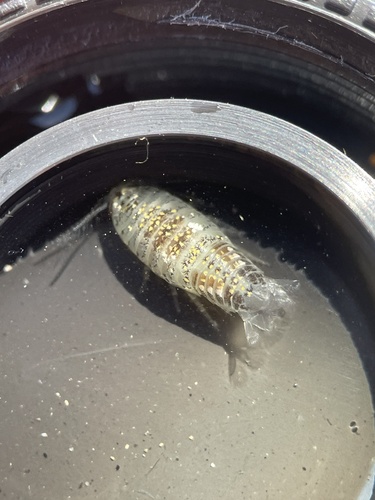 Sand Piranha photo 4