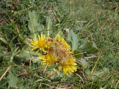 Inula rhizocephala
