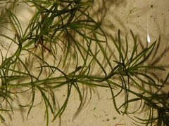 Najas wrightiana