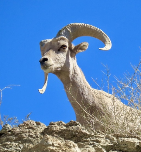 Desert Bighorn Sheep photographed in California