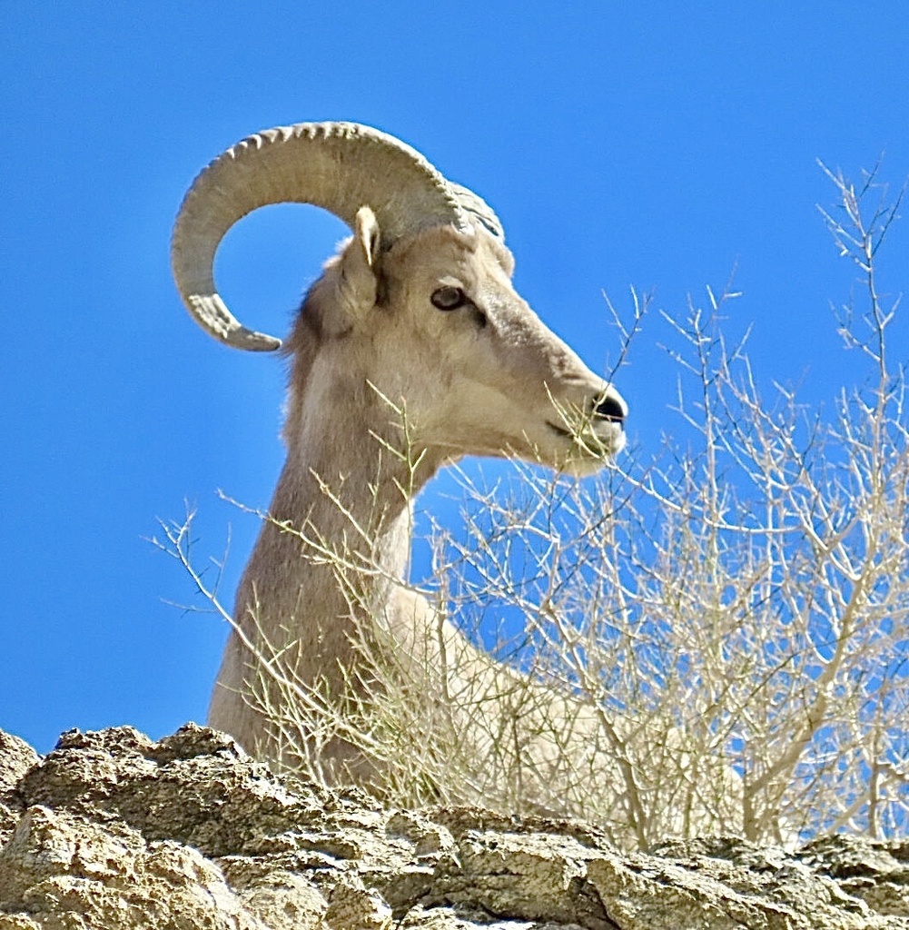 Bighorn Sheep (Ovis canadensis)