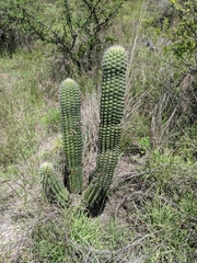 Stenocereus treleasei