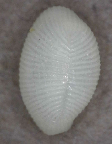 Trivirostra hordacea observed 2025-03-05