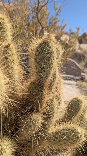 Image of Opuntia diploursina by (c) Darrin Gobble, some rights reserved (CC BY)