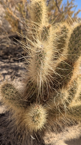 Image of Opuntia diploursina by (c) Darrin Gobble, some rights reserved (CC BY)