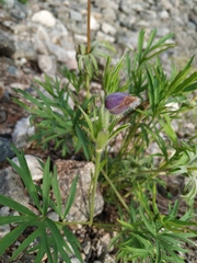 Pulsatilla dahurica