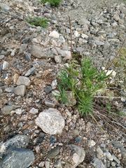 Pulsatilla dahurica