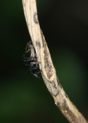 Salticidae