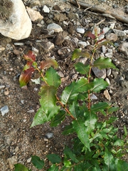 Salix cardiophylla