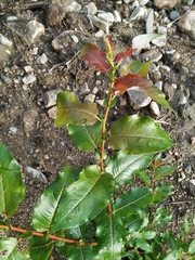 Salix cardiophylla