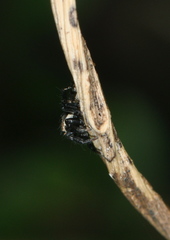 Salticidae