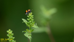 Physosmaragdina nigrifrons