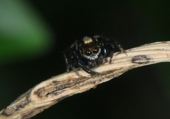 Salticidae