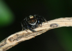 Salticidae