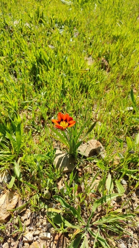 Image of Sparaxis tricolor by (c) Katherine Scott, some rights reserved (CC BY)